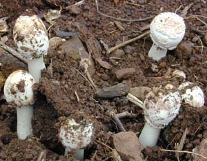 Amanita spp., immature, possibly poisonous, Amanita mushrooms.