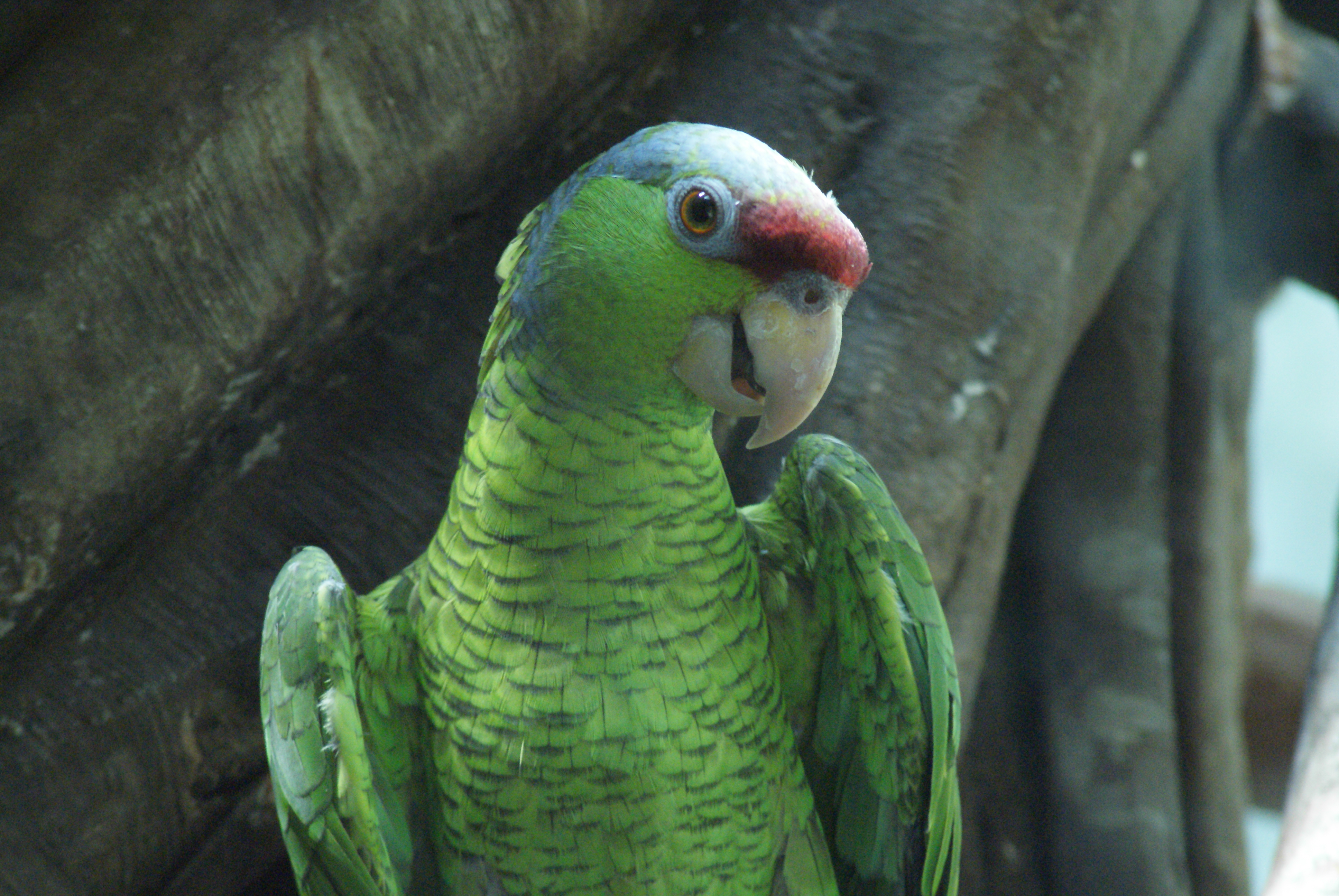 Parrots at the Central Park Zoo