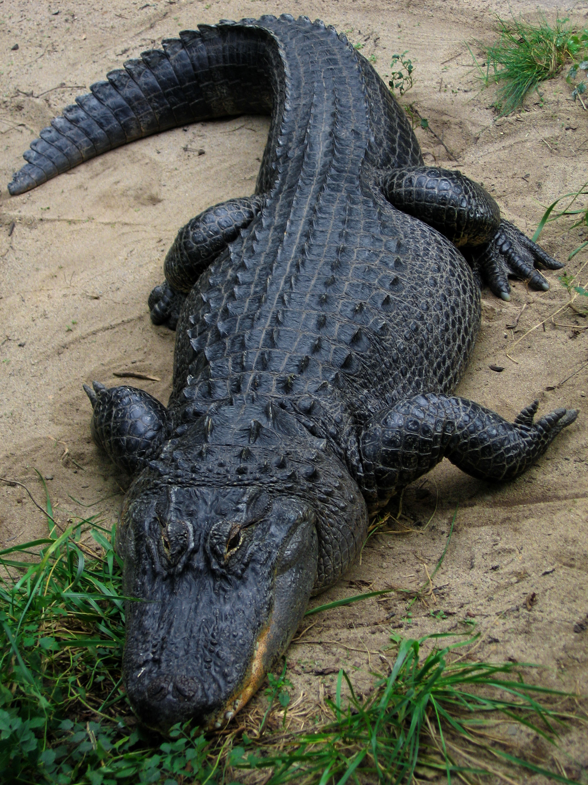 Alligator mississippiensis - Wikipedia, la enciclopedia libre