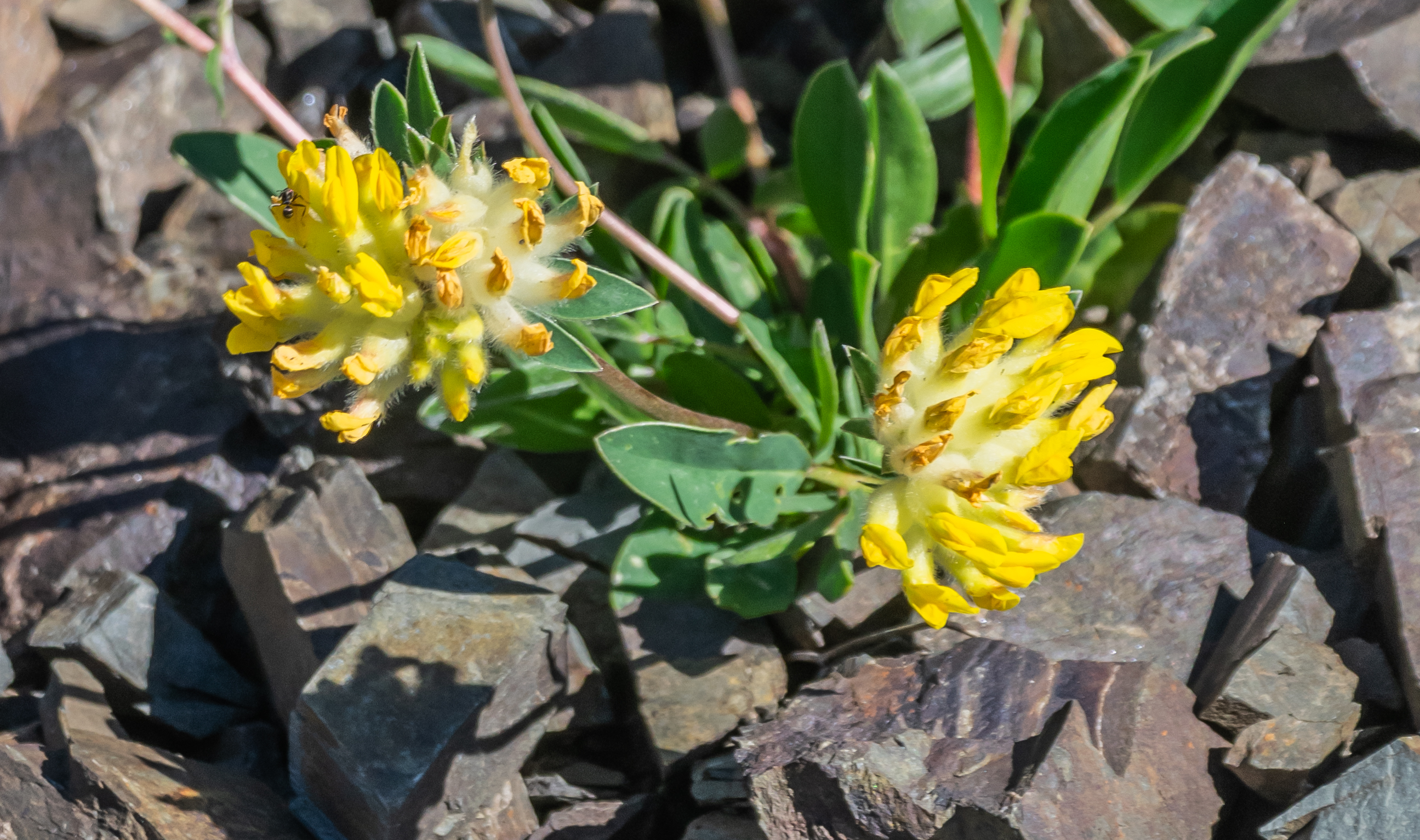 Anthyllis variegata