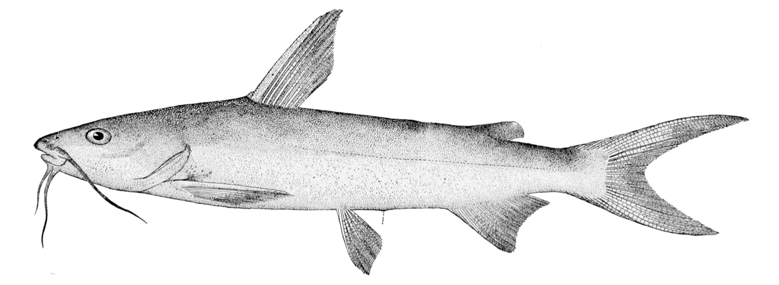 Hardhead catfish - Wikipedia