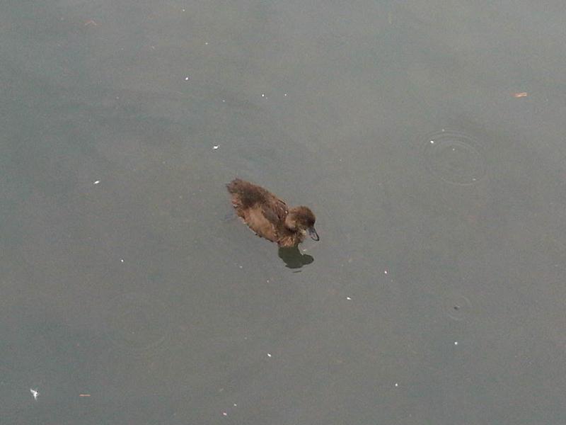 File:Aythya fuligula - WWT London Wetland Centre 5.jpg