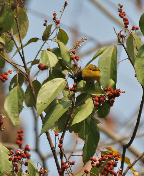 File:Black-crested Bulbul (Pycnonotus flaviventris) feeding on Kamala (Mallotus philippensis) at Jayanti, Duars, WB W2 Picture 136.jpg