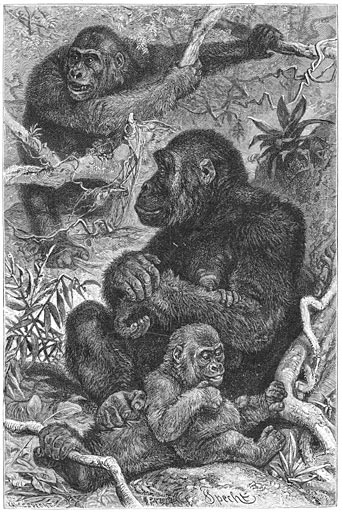 File:Brehms Het Leven der Dieren Zoogdieren Orde 1 Gorilla (Gorilla gina).jpg