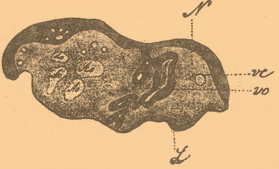 File:Brockhaus-Efron Exoneurula 1.jpg