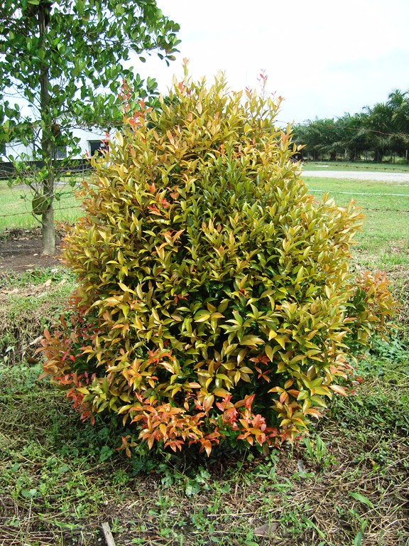 File Bunga pucuk merah 12 JPG Wikimedia Commons