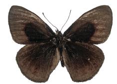 <i>Calisto muripetens</i> Species of butterfly