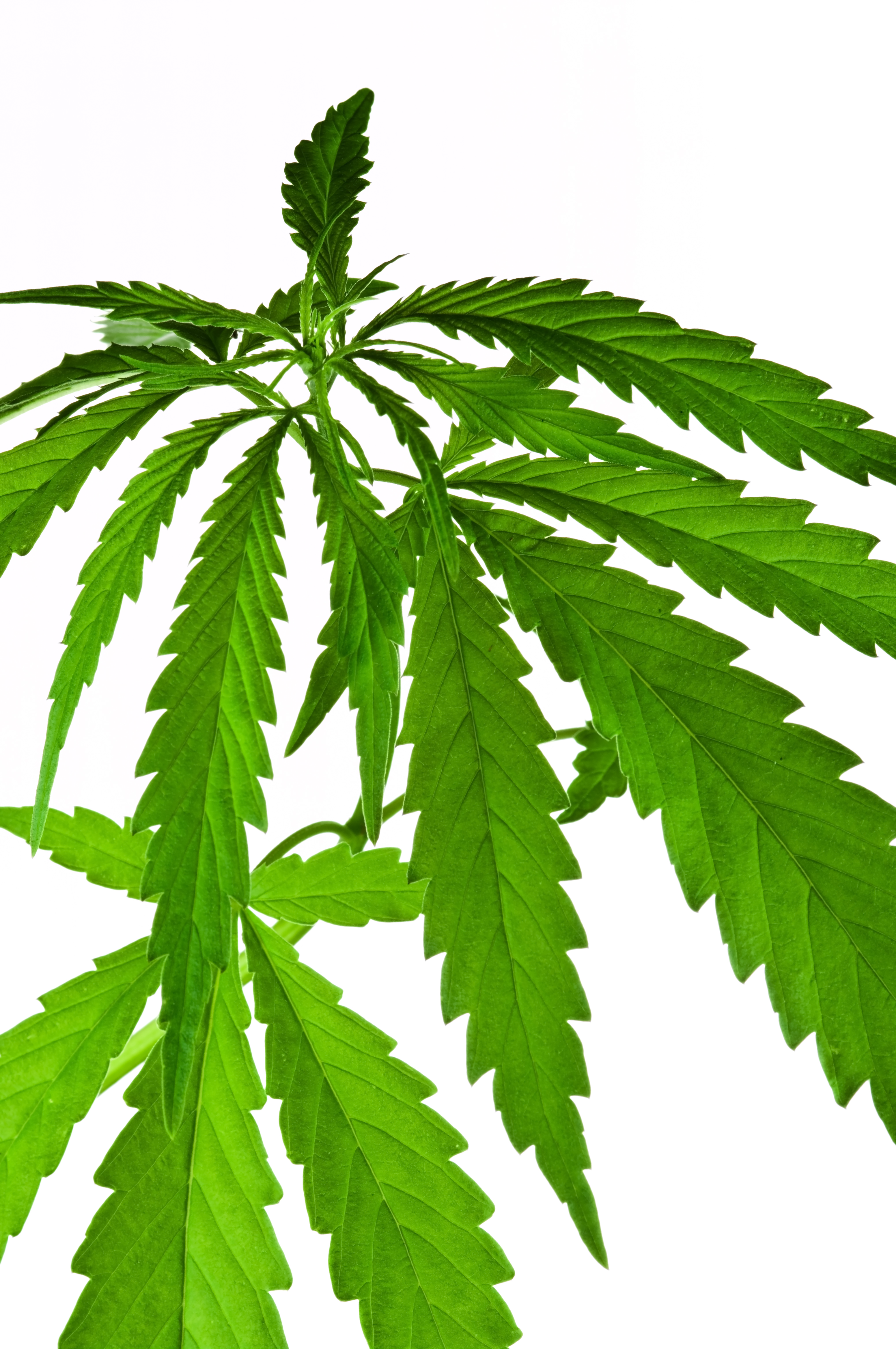 File:Cannabis indica plant IMGP3337.jpg - Wikimedia Commons