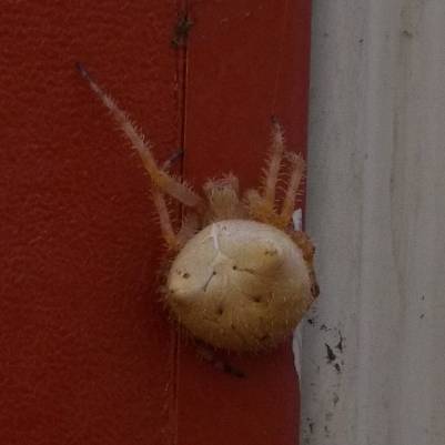 File:Cat faced orb weaver.jpg