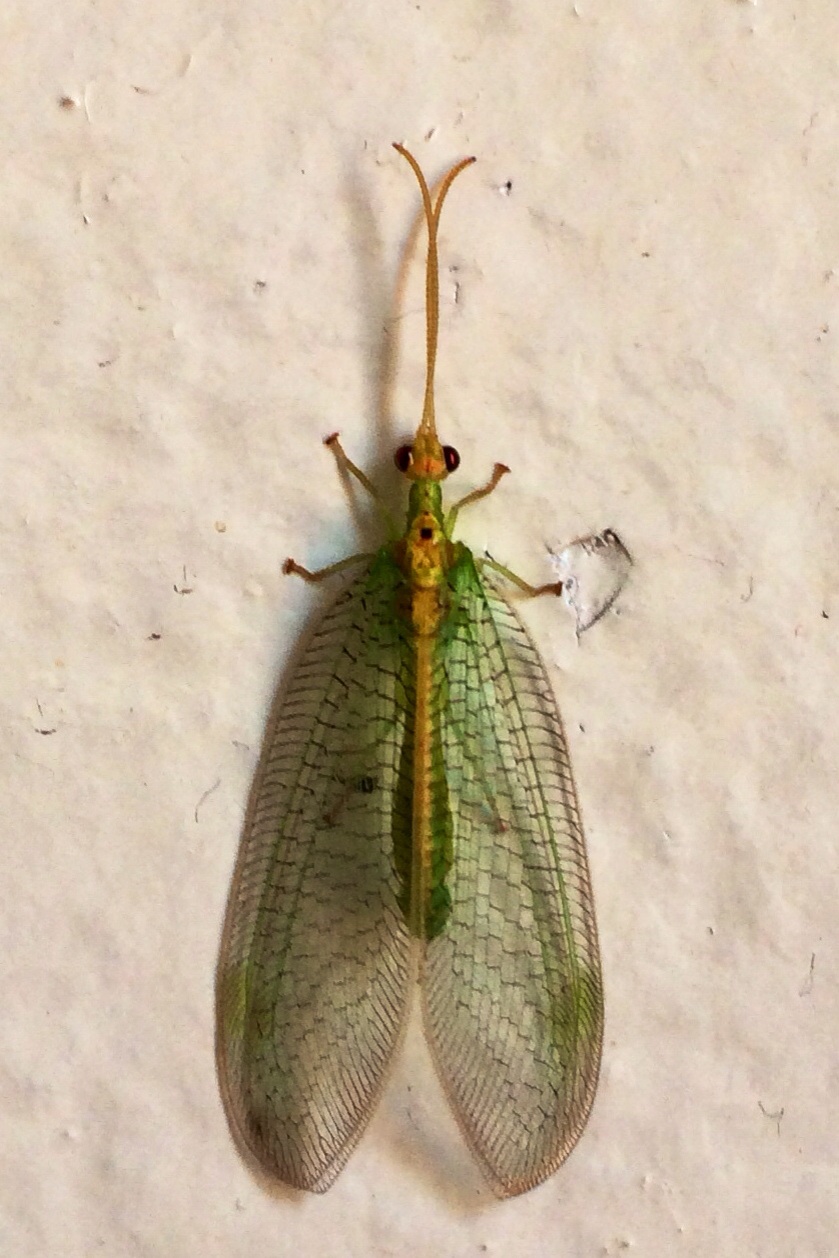 Chrysopidae - Wikipedia