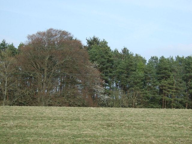 File:Clayhouse Wood - geograph.org.uk - 4446804.jpg