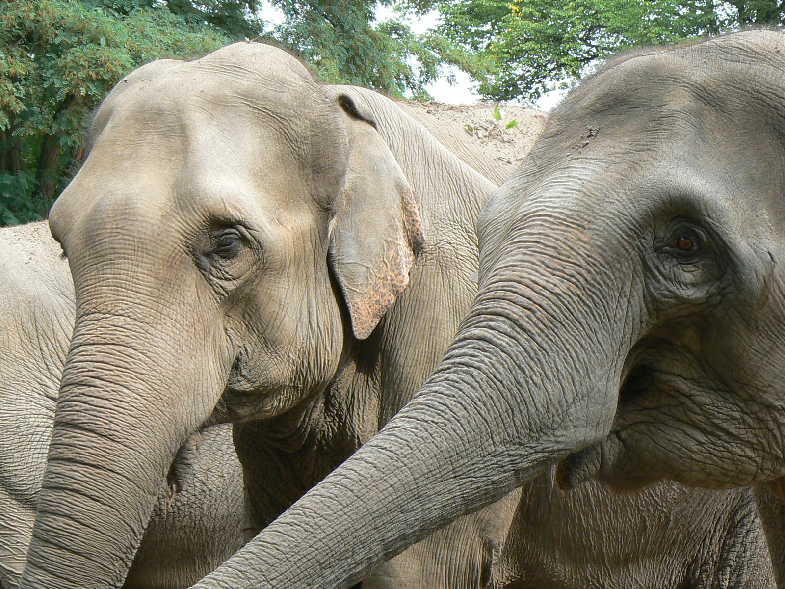 Archivo:Closeup Elephas maximus zoo hamburg.JPG - Wikipedia, la  enciclopedia libre