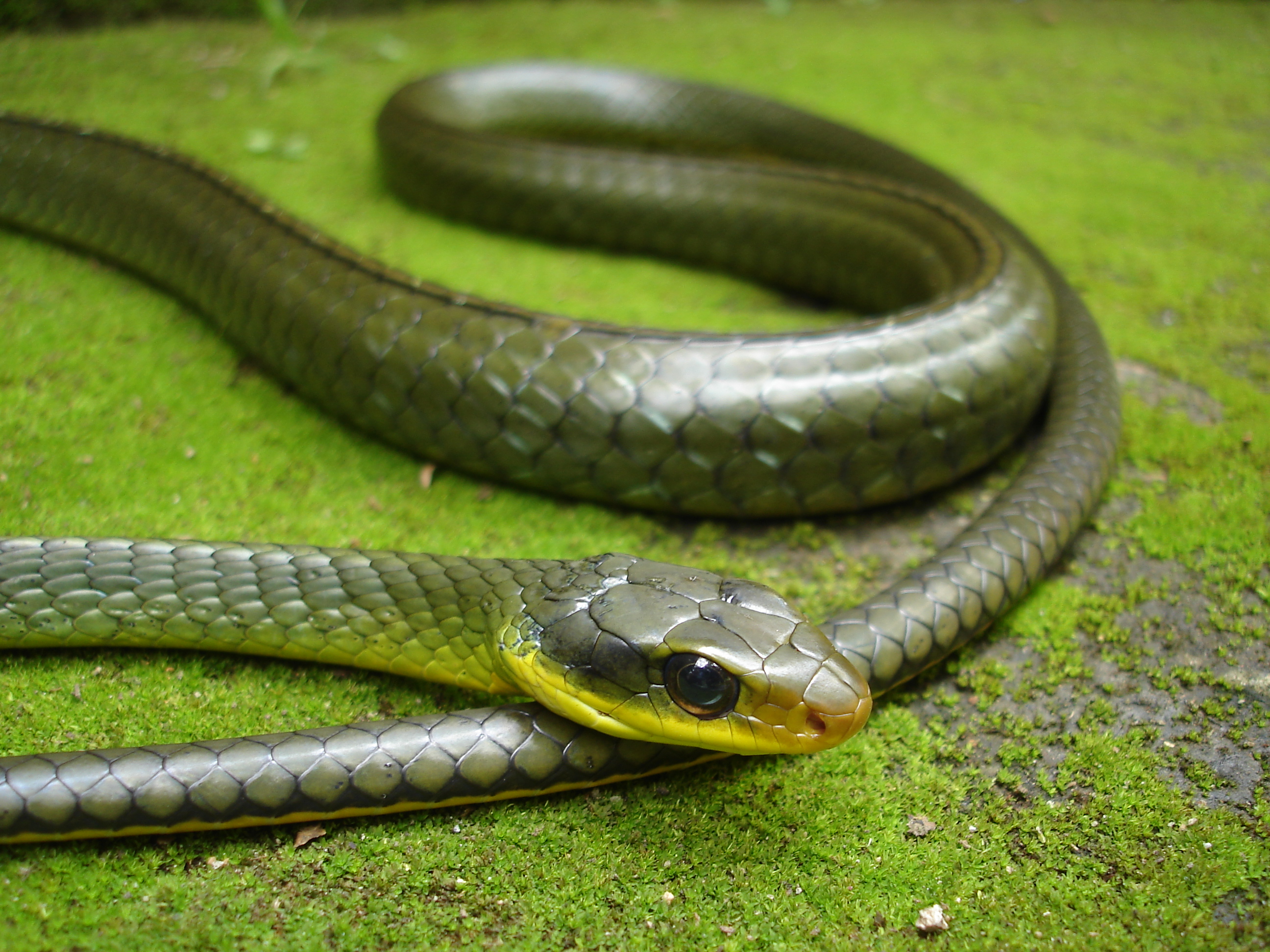 - File:Cobra cipó.jpg Commons Wikimedia