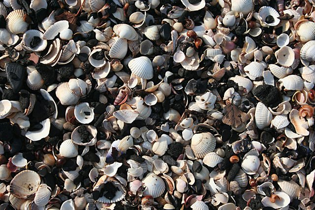 File:Cockles and Coal - geograph.org.uk - 2626363.jpg