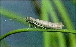 Descripción de la imagen Coleophora laricella adult.jpg.