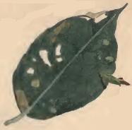 File:Coleophora lusciniaepennella mined leaf of Salix caprea with attached larva-case.JPG