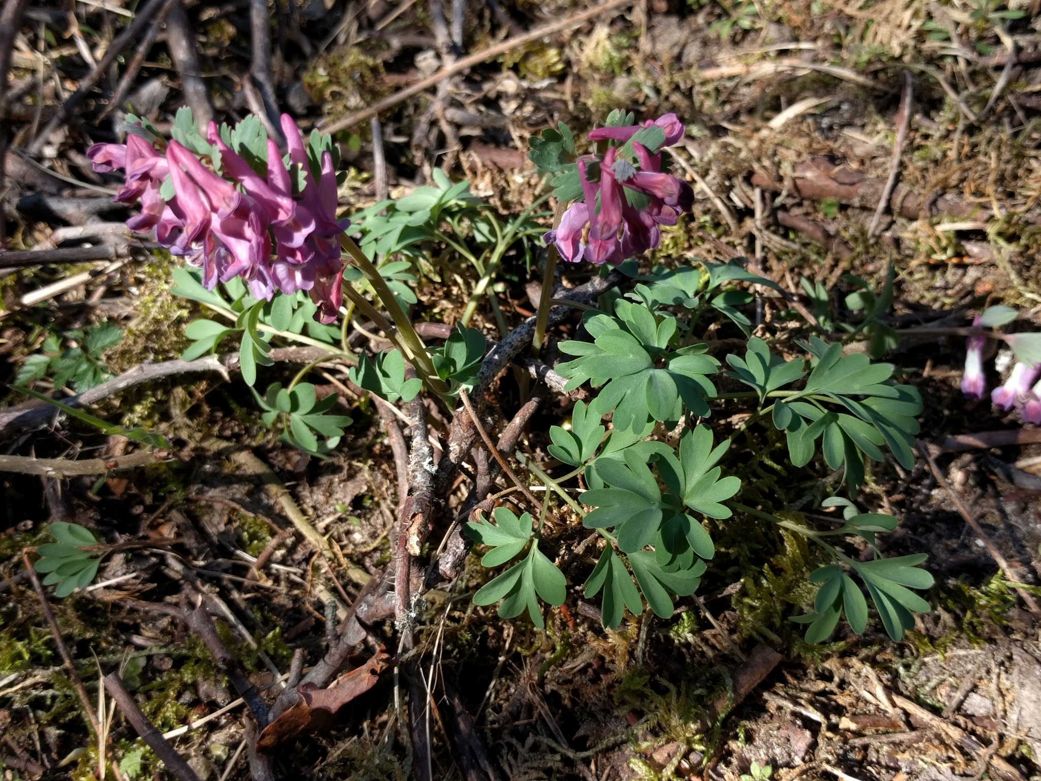 Corydalis paniculigera