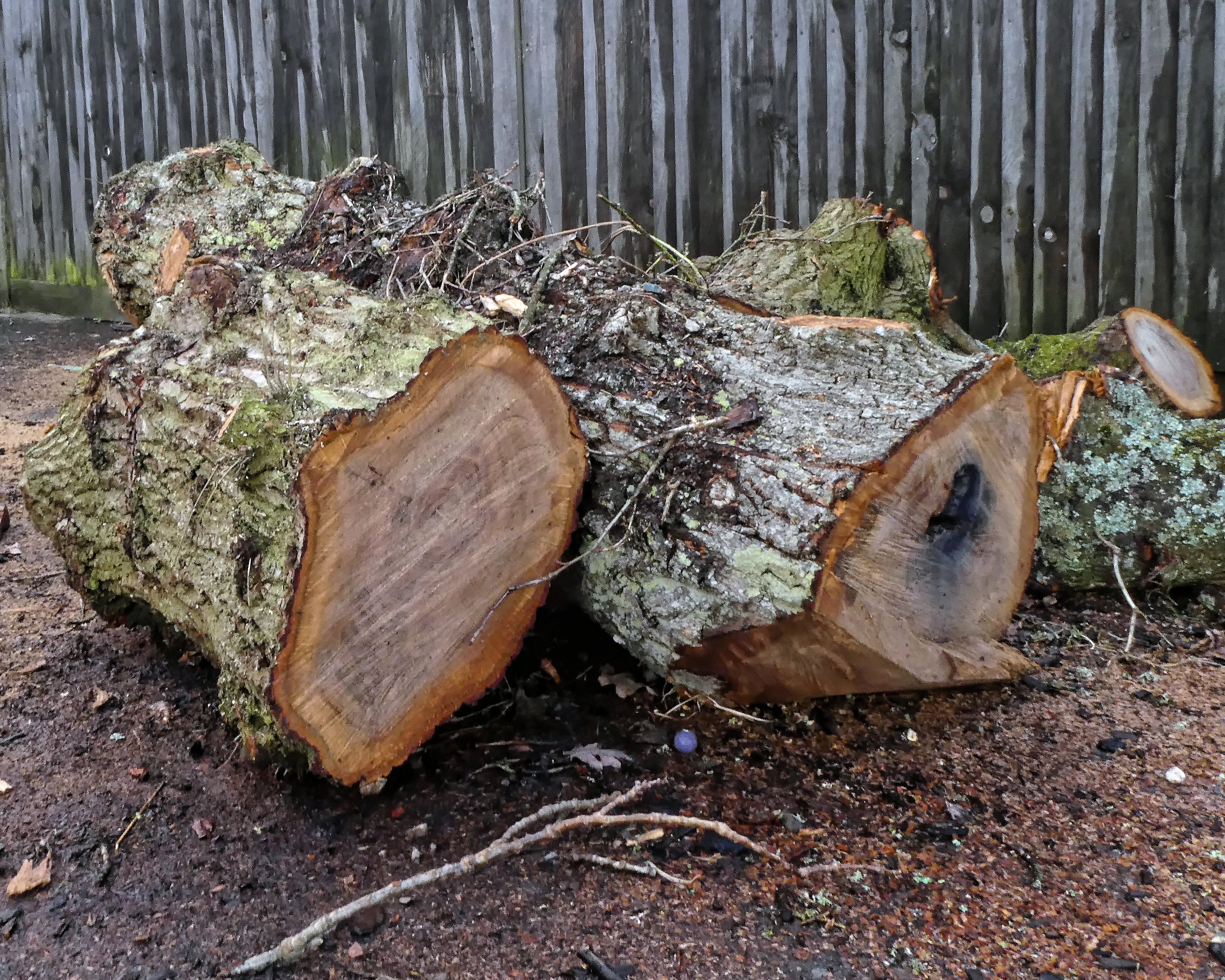 File:Cut tree trunks at The Plough in Lower Beeding, West Sussex,  England.jpg - Wikimedia Commons