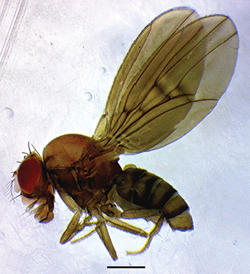 File:Drosophila (Dudaica) dissimilis (10.3897-zookeys.781.27354) Figure 3 (cropped).jpg