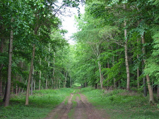 File:Dur Wood - geograph.org.uk - 439674.jpg