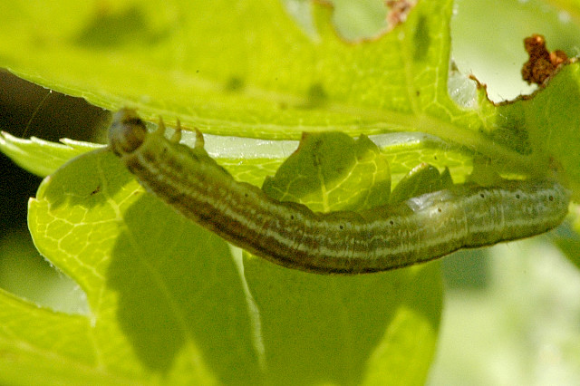 File:Epirrita.christyi.caterpillar.jpg