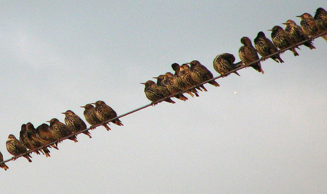 File:European Starlings (Sturnus vulgaris) - geograph.org.uk - 1566991.jpg