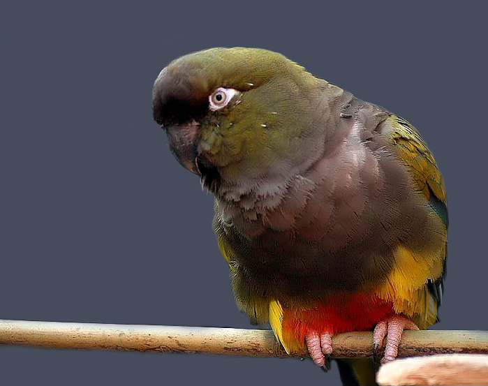 Patagonian conure lub burrowing parakeet jest jednym z największych typów conures