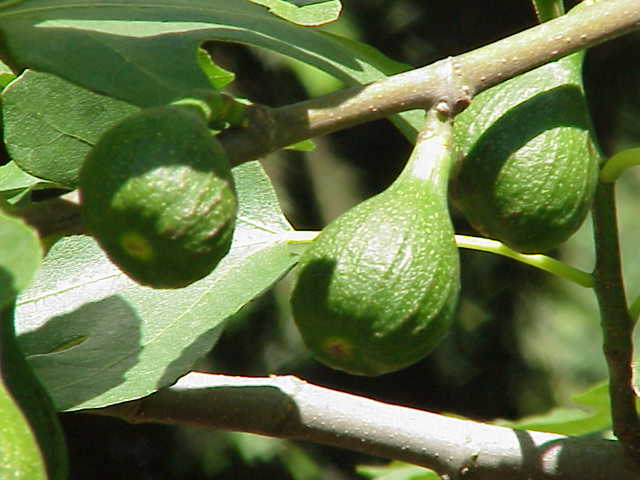 File:Ficus carica7.jpg