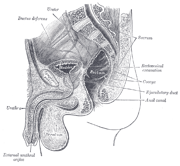 Bassin (anatomie) — Wikipédia