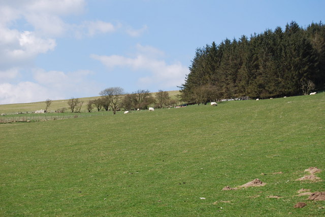 File:Grazing in the shade of The Ffynnon-lâs windbreak - geograph.org.uk - 1251478.jpg