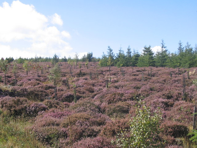 File:Heather and young trees - geograph.org.uk - 397454.jpg