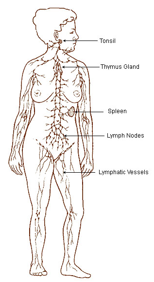 File:Illu lymphatic system.jpg
