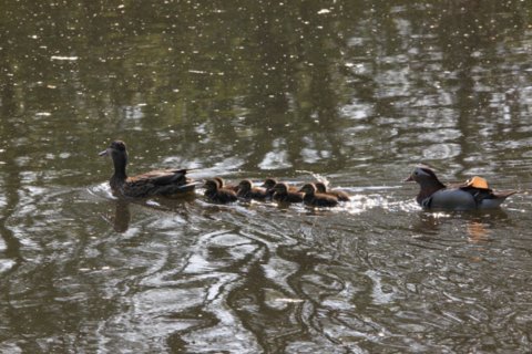 File:In het mallebos leven veel bijzondere dieren.JPG