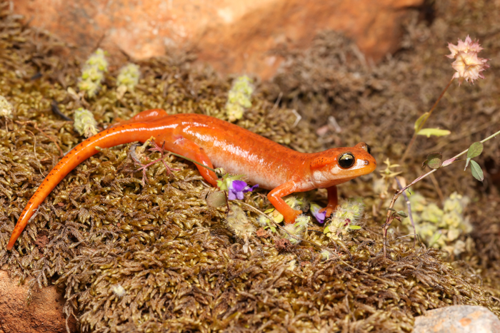 Luschan's salamander - Wikipedia