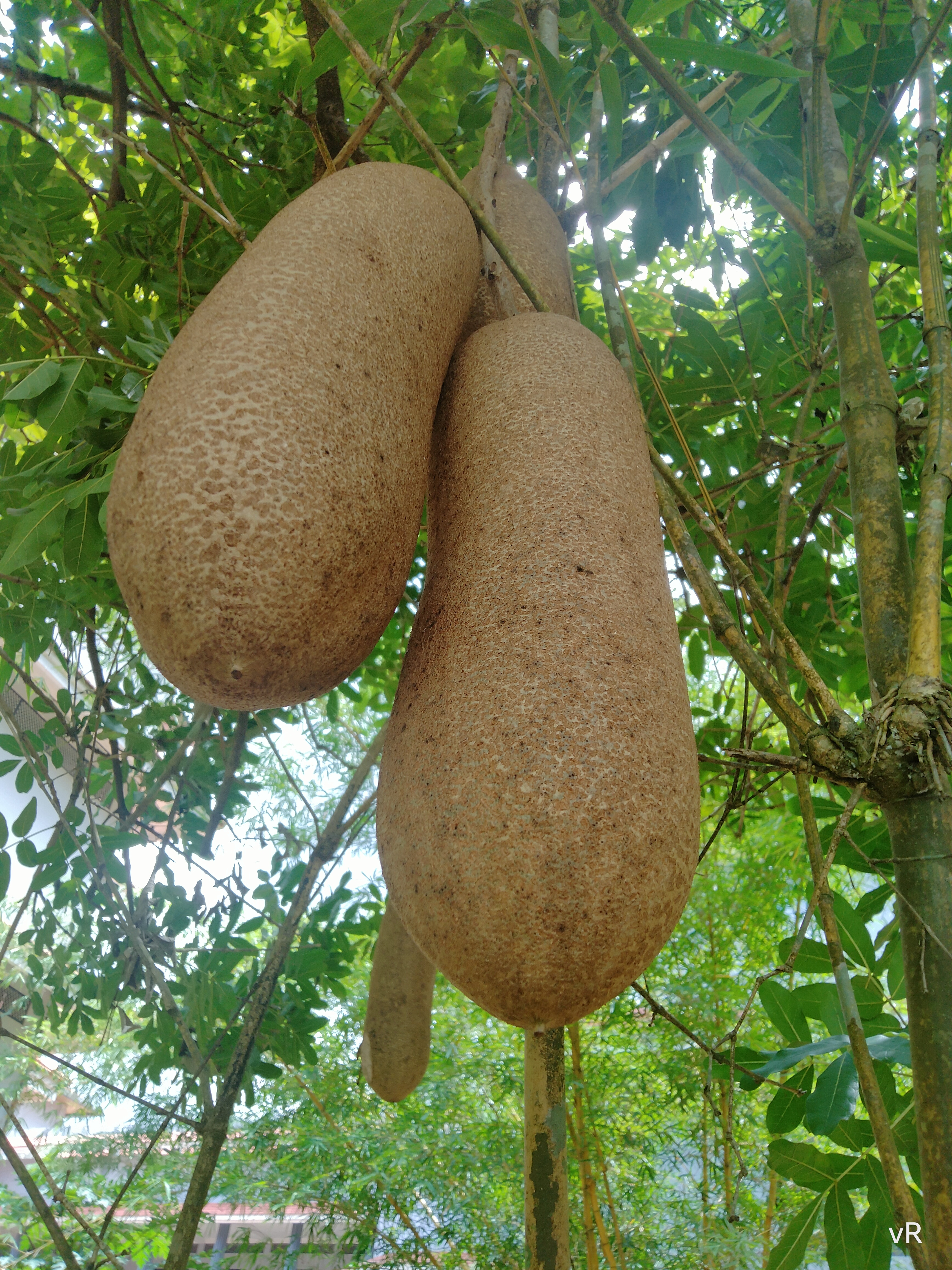 File:Kigelia africana - sausage tree -fruits 02.jpg - Wikipedia