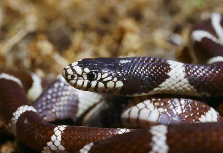 File:Lampropeltis getulus04.jpg