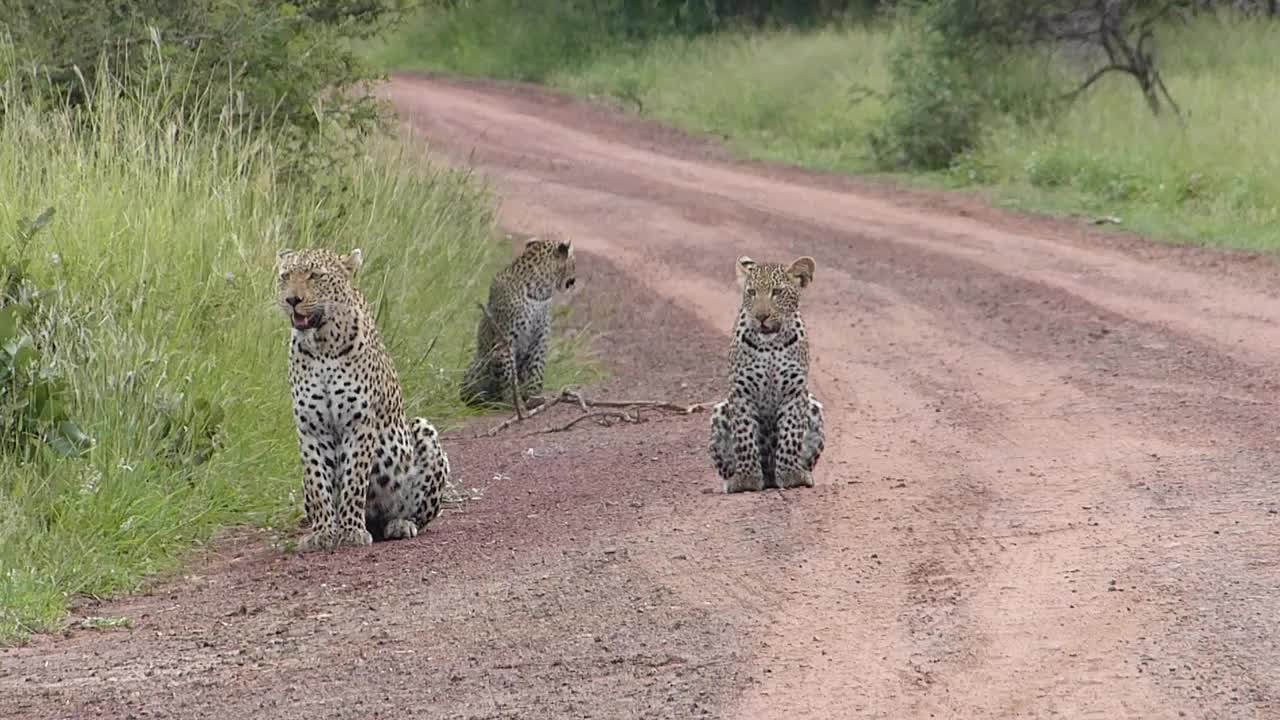 Leopards (Panthera pardus) female with two cubs (13924247384).jpg