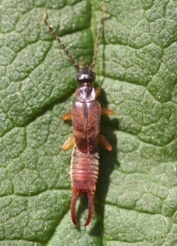 File:Lesser earwig (rotated and cropped).jpg