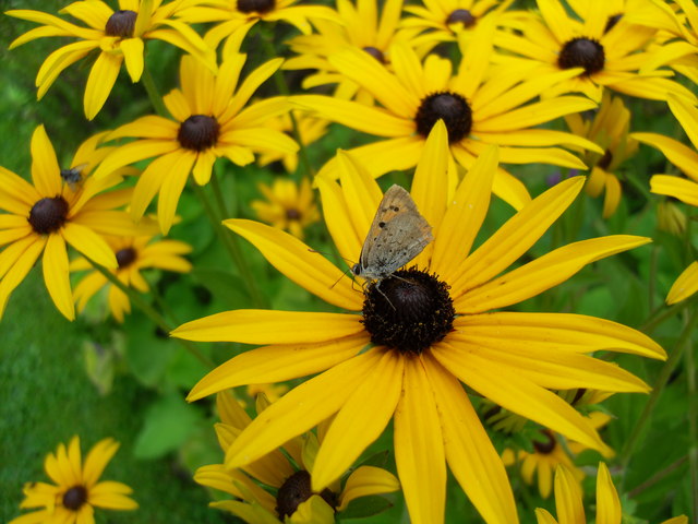 File:Lycaena phlaeas on Rudbeckia - geograph.org.uk - 1464653.jpg