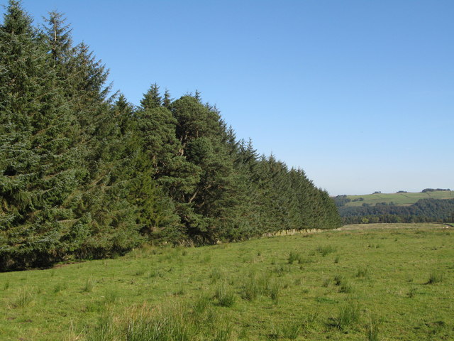 File:Mainshead Plantation near The Hope - geograph.org.uk - 575735.jpg