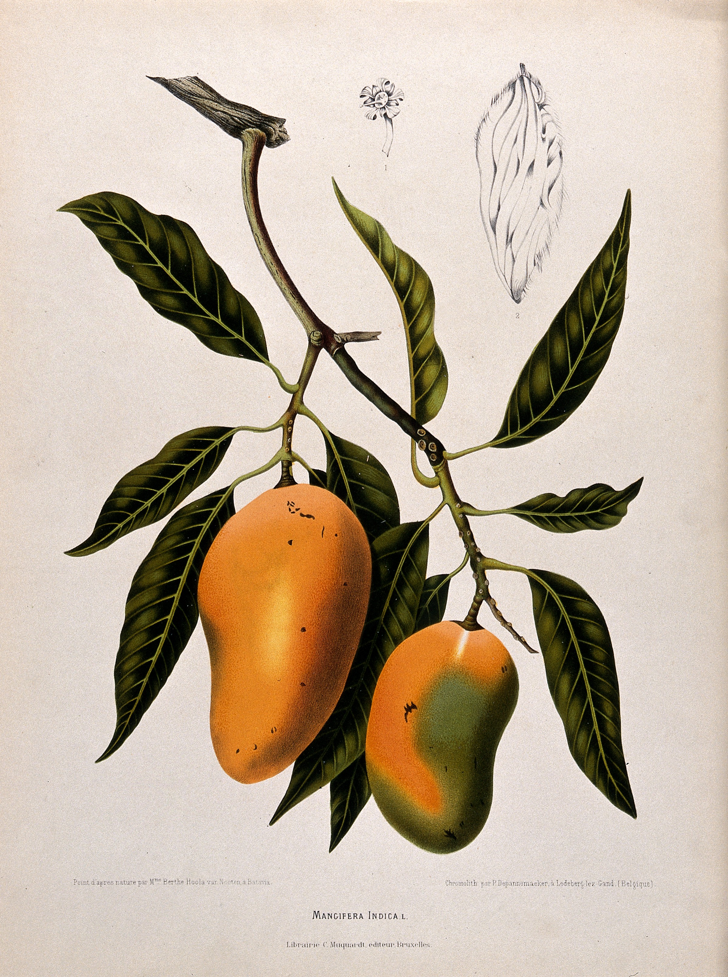 Ботанические иллюстрации фрукты