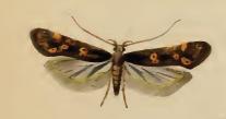 <i>Mirificarma lentiginosella</i> Species of moth