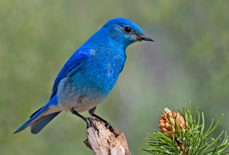 File:Mountain Bluebird.jpg