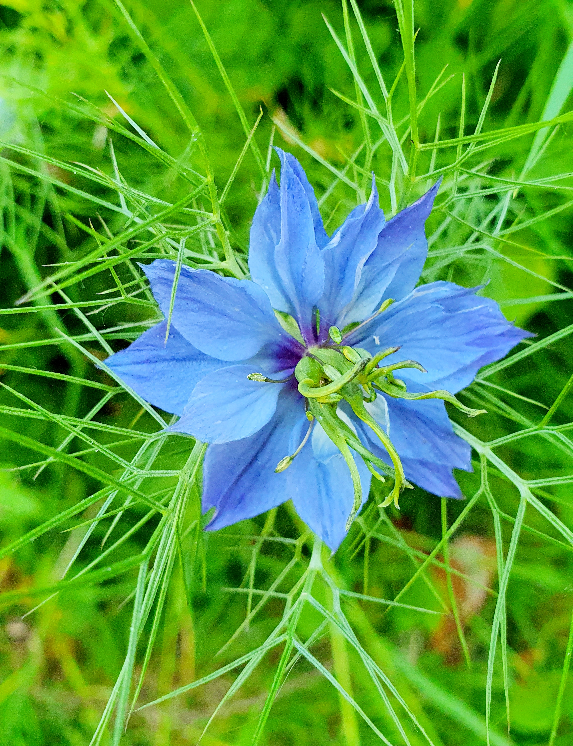 Nigelle cultivée ou cumin noir