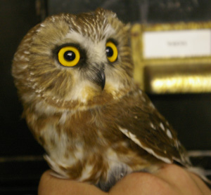 Northern saw-whet owl