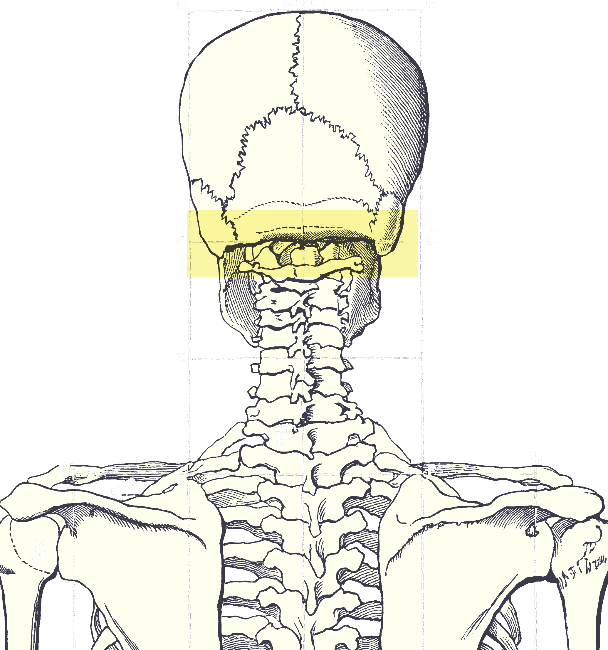 Occipital ridge - Wikipedia