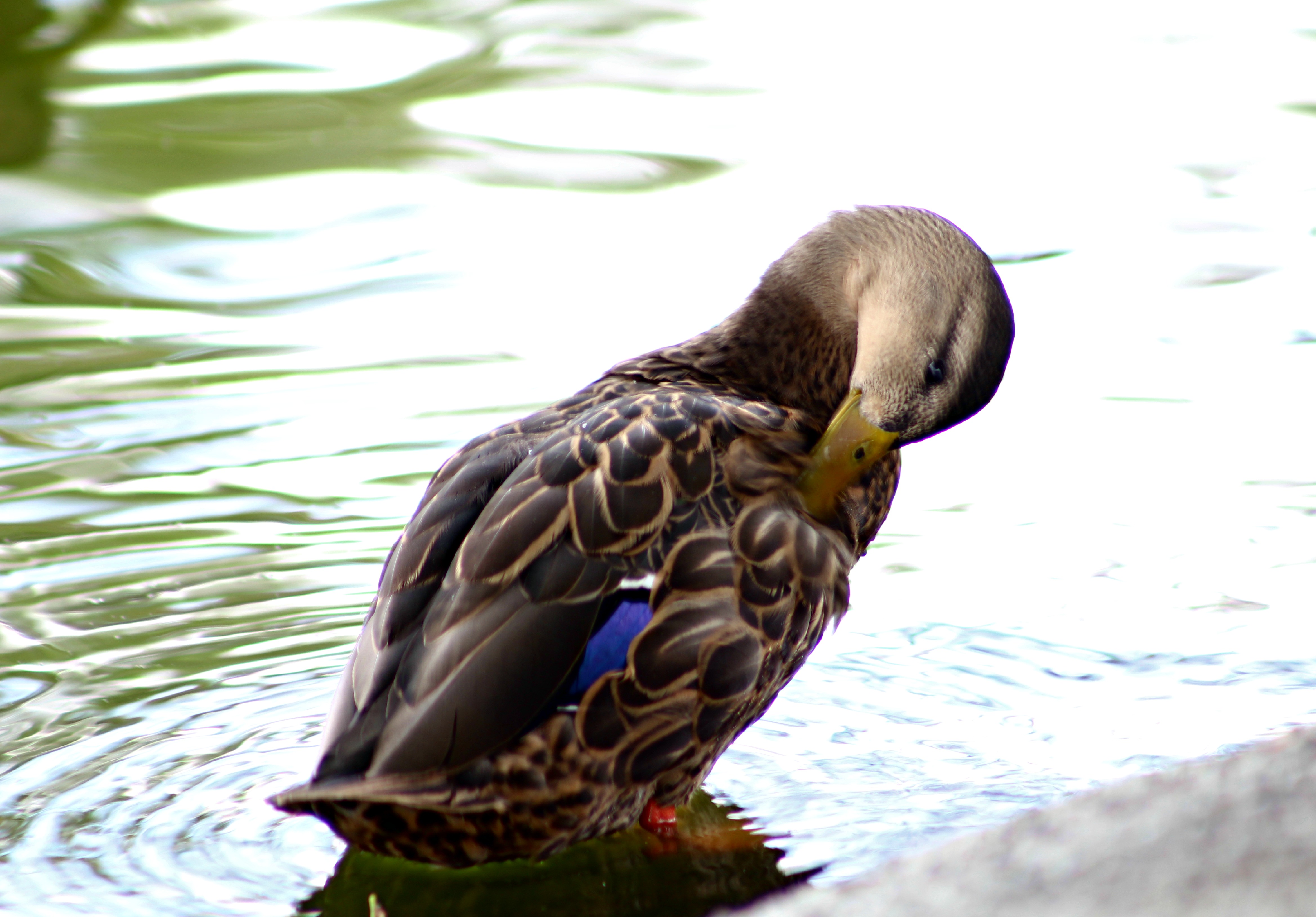 Pato Wikipedia La Enciclopedia Libre