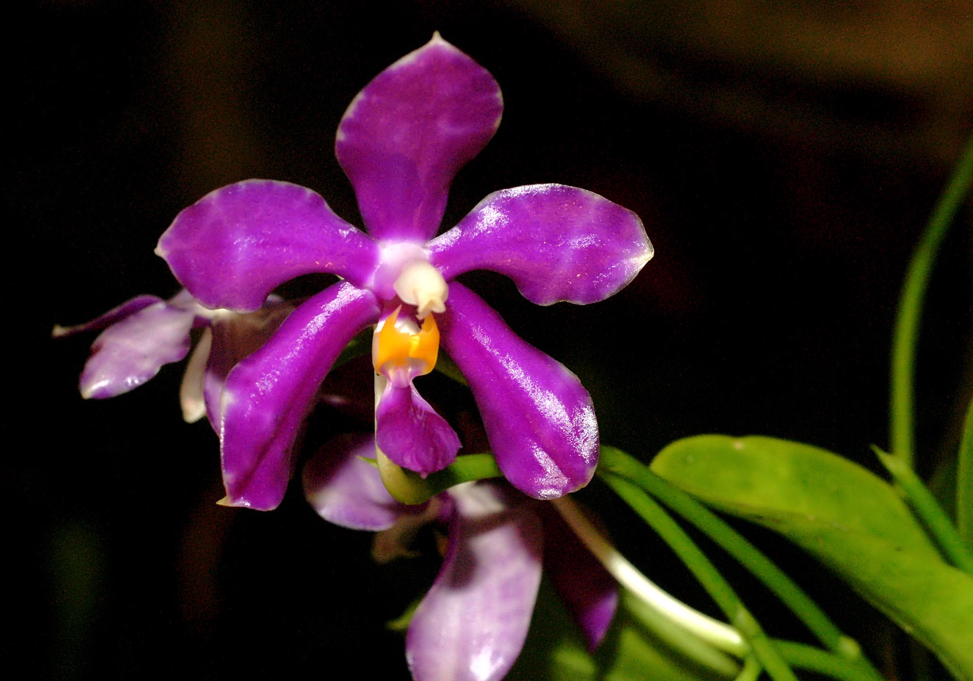 Resultado de imagem para Phalaenopsis pulchra