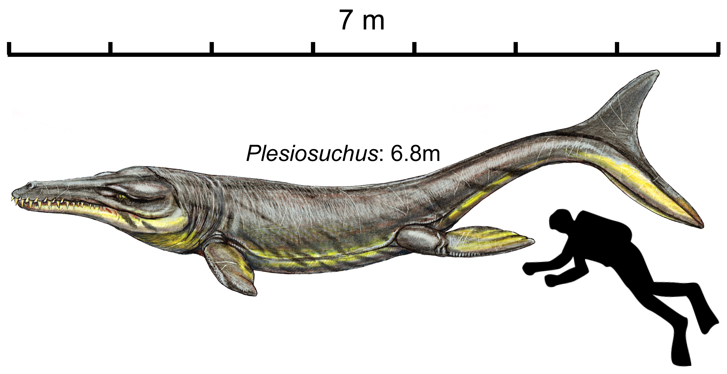 Um rato gigante com mais de 2000 quilos  Prehistoric animals, Extinct  animals, Prehistoric wildlife