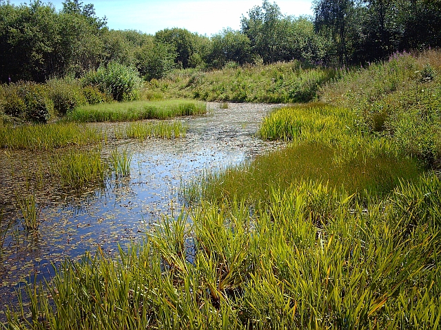 Pond in Pond Wood, Watchtree Nature Reserve - geograph.org.uk - 3320696